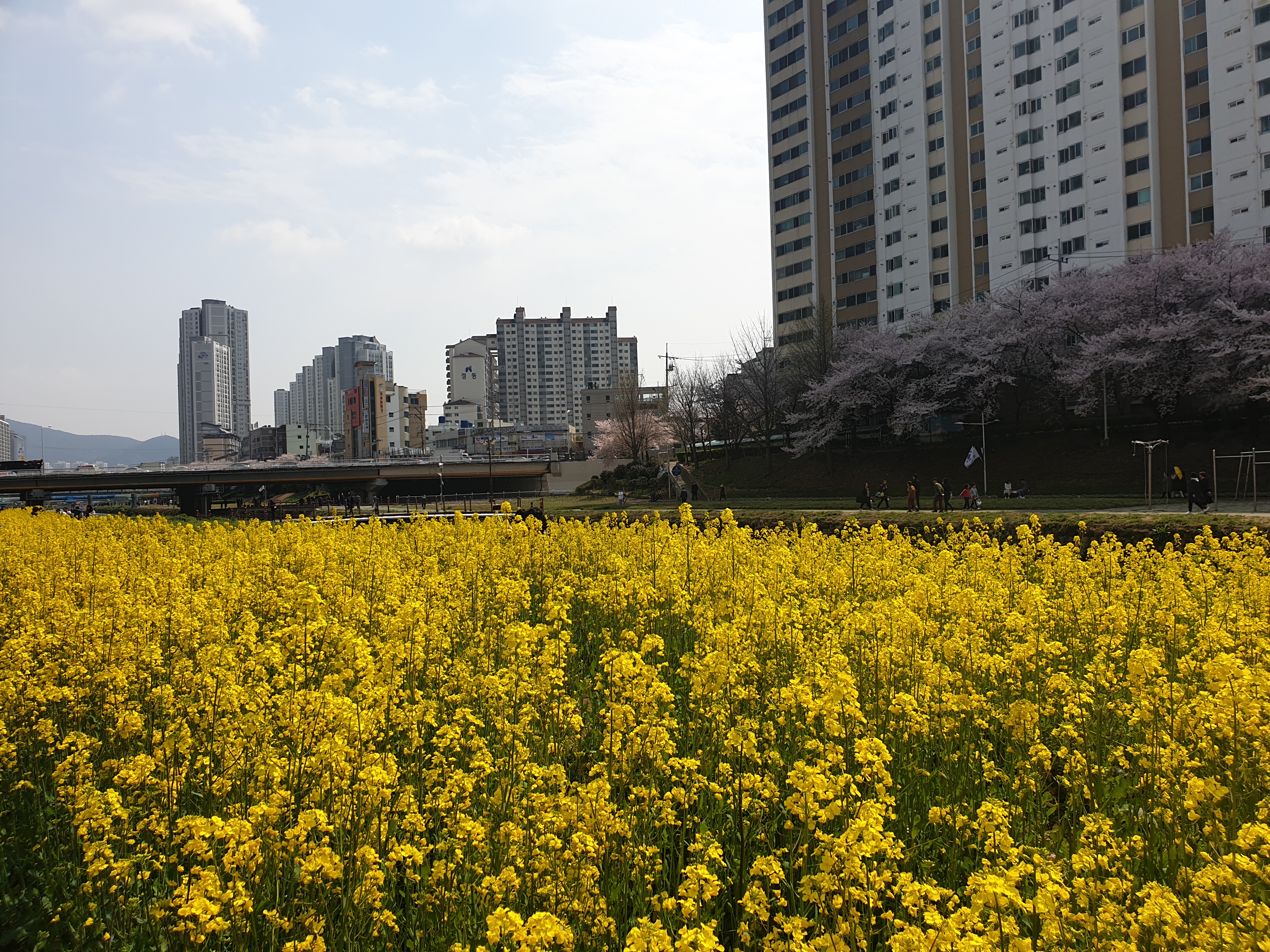 12 Hwasun Flower Road Festival